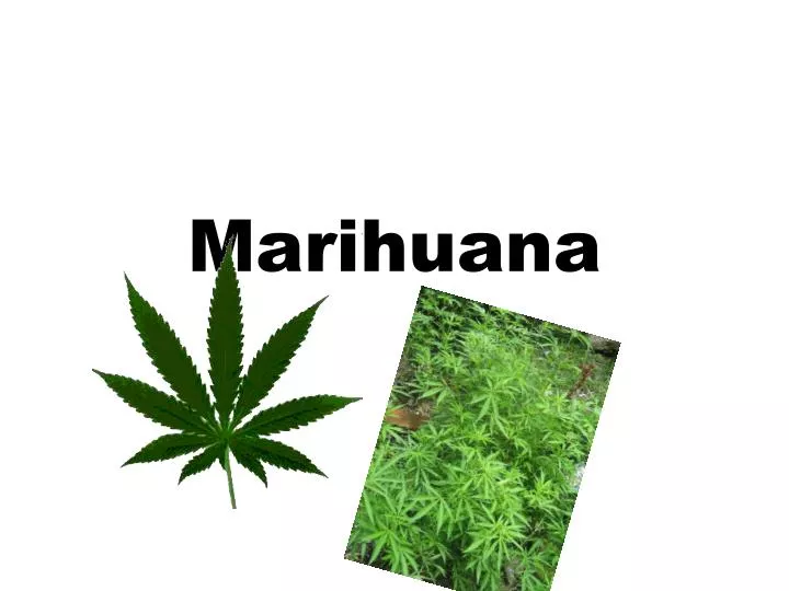 marihuana