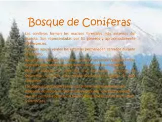 bosque de con feras