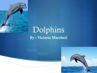 Dolphins