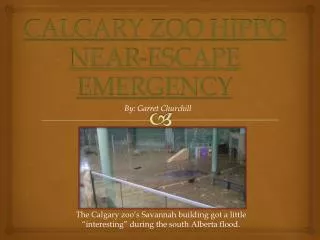 CALGARY ZOO HIPPO NEAR-ESCAPE EMERGENCY