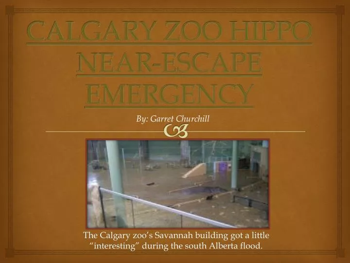 calgary zoo hippo near escape emergency