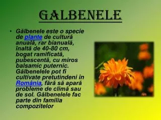 galbenele