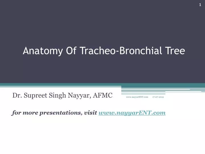 anatomy of tracheo bronchial tree