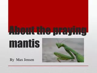 About the praying mantis