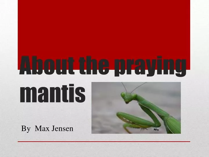 about the praying mantis