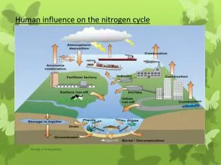 Human influence on the nitrogen cycle
