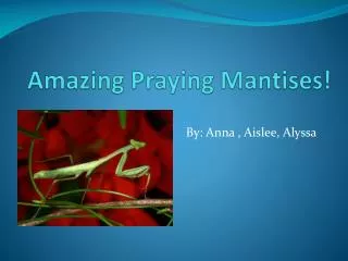 Amazing Praying Mantises!