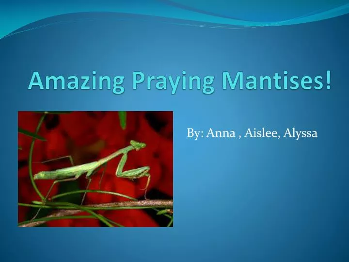 amazing praying mantises