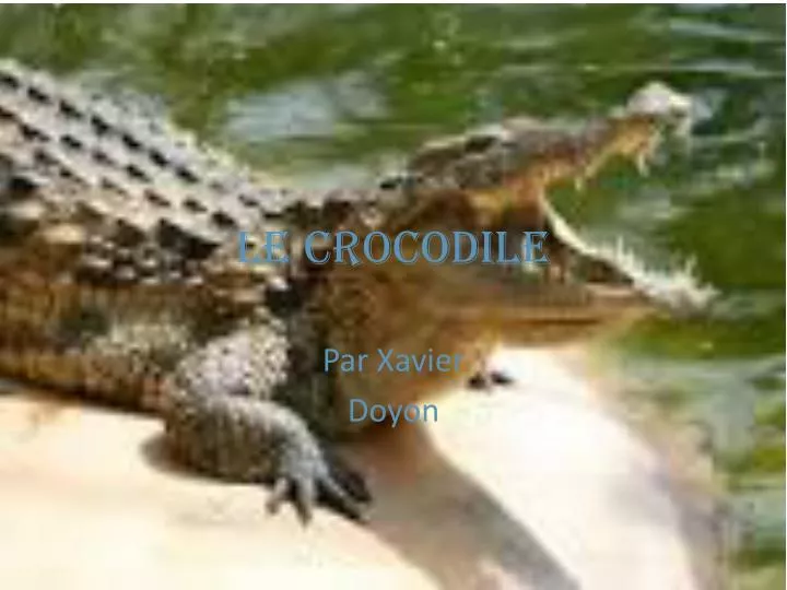 le crocodile