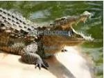 Le crocodile - slide 1