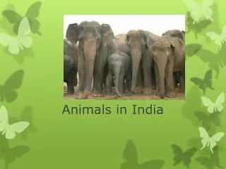 Animals in India
