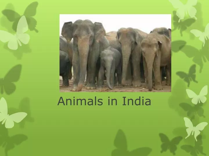 animals in india