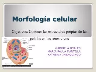 morfolog a celular