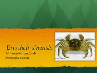 Eriocheir sinensis Chinese Mitten Crab