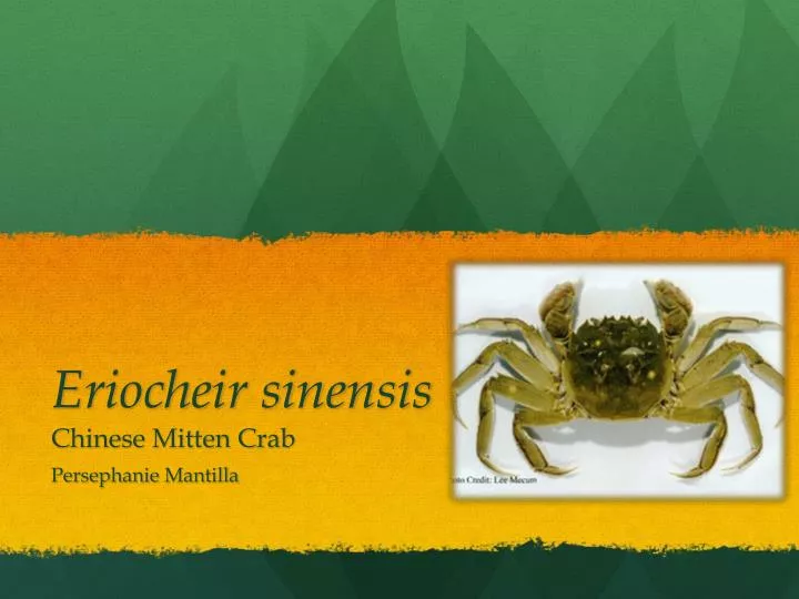 eriocheir sinensis chinese mitten crab