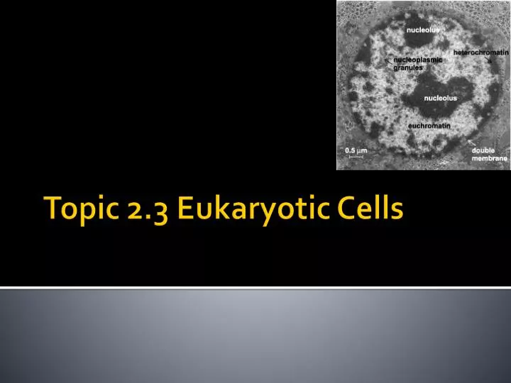 topic 2 3 eukaryotic cells