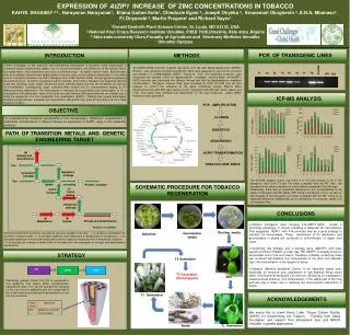 EXPRESSION OF AtZIP1 INCREASE OF ZINC CONCENTRATIONS IN TOBACCO