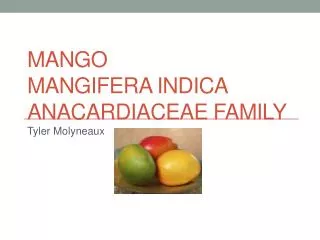 Mango Mangifera indica Anacardiaceae Family