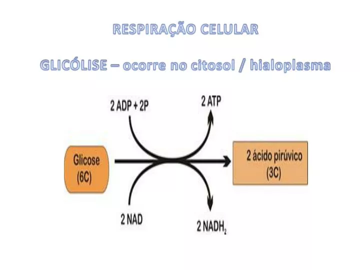 respira o celular glic lise ocorre no citosol hialoplasma