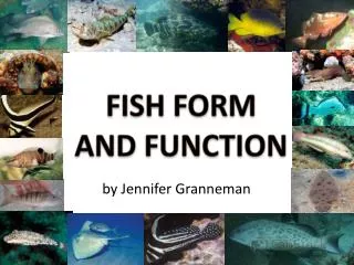 FISH FORM AND FUNCTION