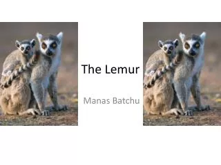 The Lemur