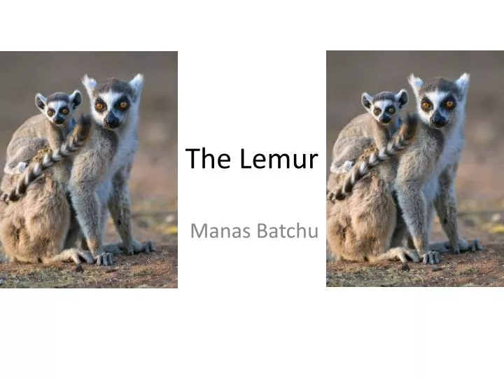 the lemur