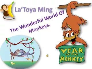 The Wonderful World Of Monkeys.