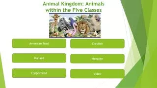 Animal Kingdom: Animals within the Five Classes