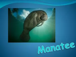 Manatee