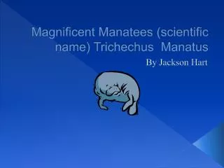 Magnificent Manatees (scientific name) Trichechus Manatus