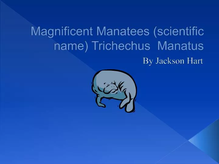 magnificent manatees scientific name trichechus manatus