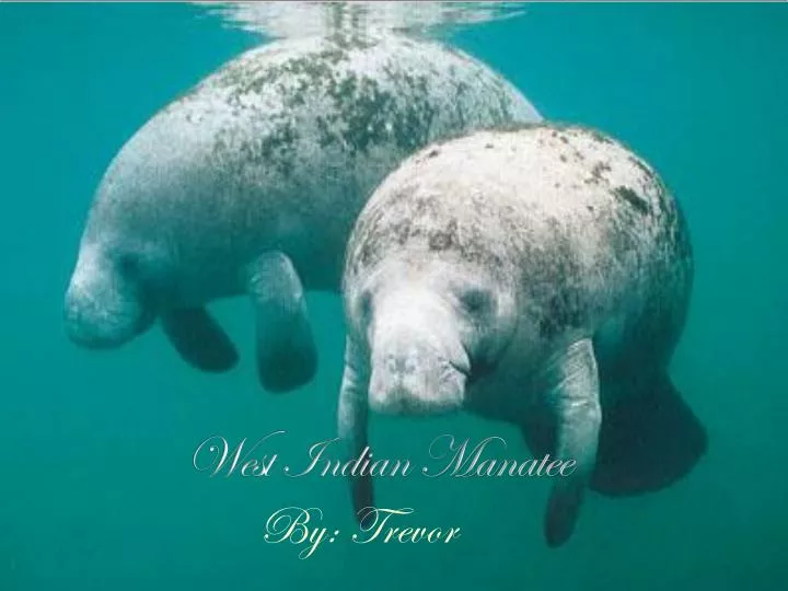 west indian manatee