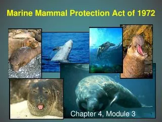 Marine Mammal Protection Act of 1972