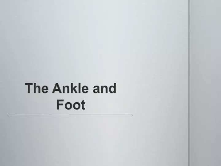 the ankle and foot