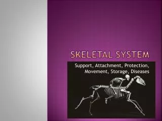 Skeletal System