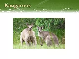 Kangaroos