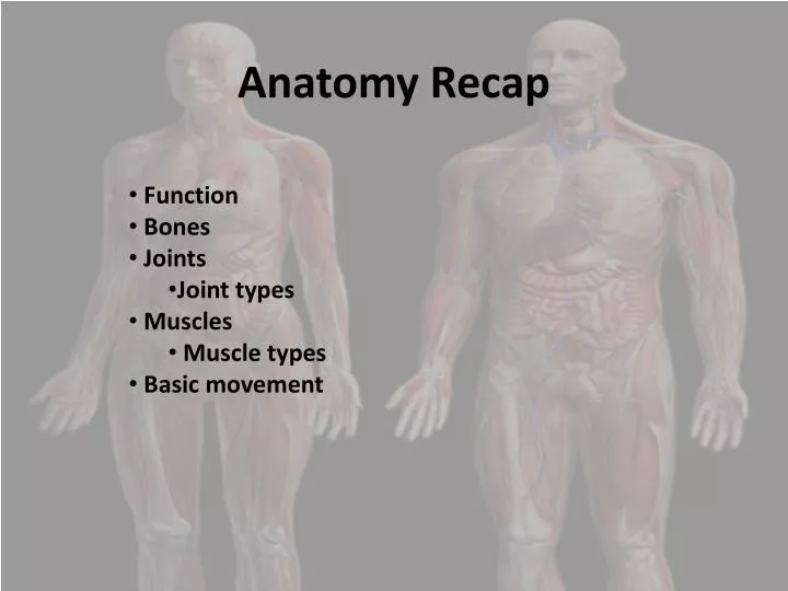 anatomy recap