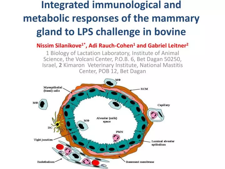 integrated immunological and metabolic responses of the mammary gland to lps challenge in bovine