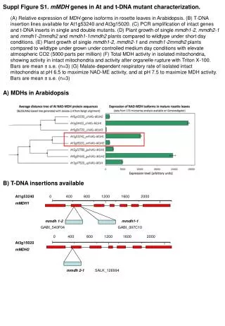 Suppl Figure S1. mMDH genes in At and t-DNA mutant characterization.
