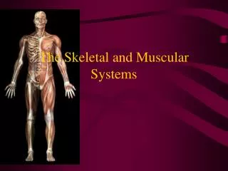 The Skeletal and Muscular Systems