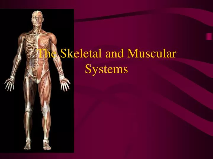 the skeletal and muscular systems