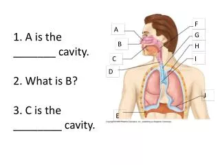 1. A is the _______ cavity. 2. What is B? 3. C is the ________ cavity.