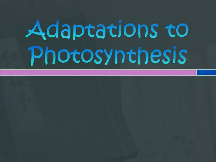 adaptations to photosynthesis