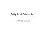 Fatty Acid Catabolism - slide 1