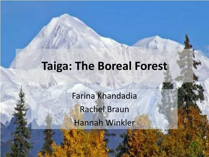 taiga the boreal forest