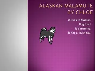 Alaskan malamute by chloe