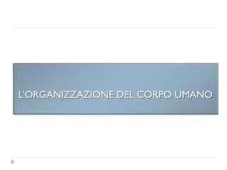 l organizzazione del corpo umano