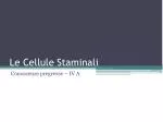 Le Cellule Staminali - slide 1