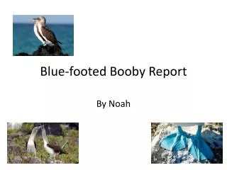 Blue-footed Booby Report
