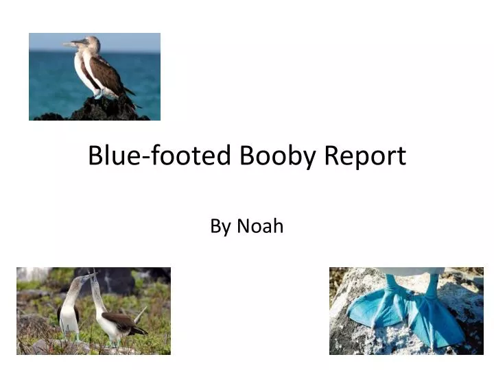 blue footed booby report